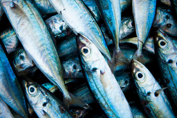 Obraz premium Closeup of fresh caught fishes