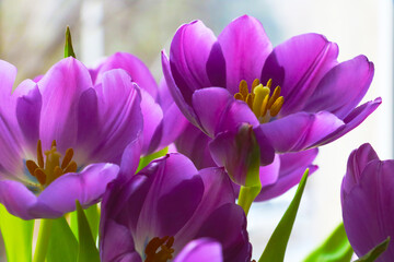 A bouquet of fresh blooming fragrant purple tulips. Congratulations on the holiday.