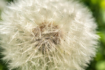 Fototapeta premium Dandelion (Taraxacum officinale) ripe fruit close up macro.