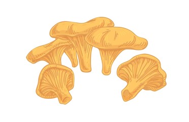 Fototapeta premium Golden chanterelles or cantharellus mushroom. Composition of edible wild fungi. Realistic fungus. Fresh natural food. Colored hand-drawn vector illustration isolated on white background