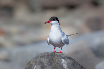 Arctic Tern (Sterna paradisaea) perched on a rock