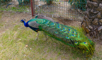 Beautiful peacock with amazing tail