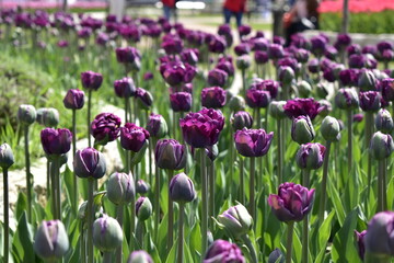 field of purple tulips  in the flower bed of the Pyatigorsk Flower Garden