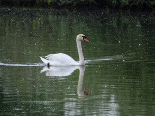 Wildpark und Natur im westlichen Münsterland
