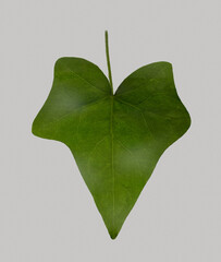 Ivy Leaf