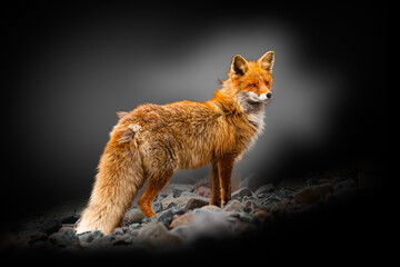 Red fox in winter coat (Vulpes vulpes) against stylized dark background
