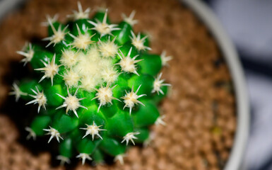 Top view of Golden Barrel cactus in pottery grey pot with copy space. thorns house plant in room. Dark tone