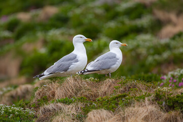 Two European Herring gulls (Larus argentatus)  in the bird colony of Hornöya at  Vardö, Finnmark, Norway