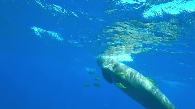 Epic Video Dugong Swims In the Sea. Amazing Footage Manatee Floats to the Surface Of the Water