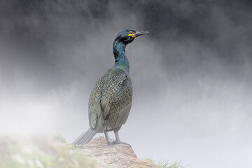 European Shag (Phalacrocorax aristotelis) perched on a cliff in the mist in the bird colony of...