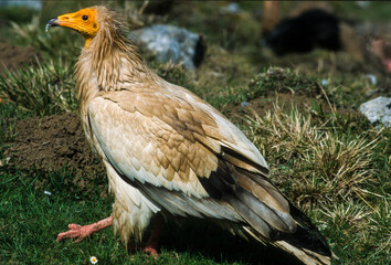 Vautour percnoptère , Percnoptère d'Égypte,.Neophron percnopterus, Egyptian Vulture