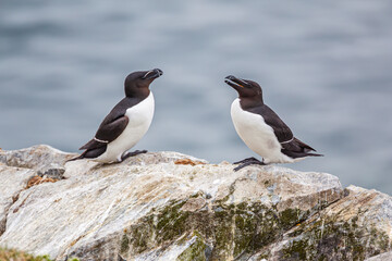 Two Razor-billed Auks (Alca torda) sitting face to face on a rock in the Hornöya bird colony, Vardö, Finnmark, Norway