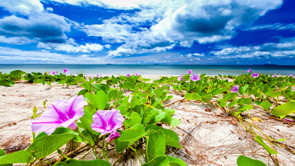 Blooming purple flowers on a tropical beach in summer.