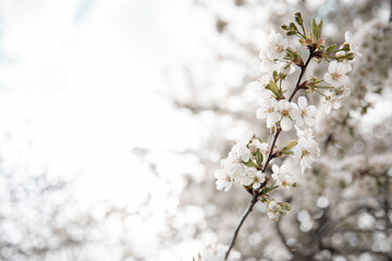 Blooming branches of a spring tree with many flowers copy space.