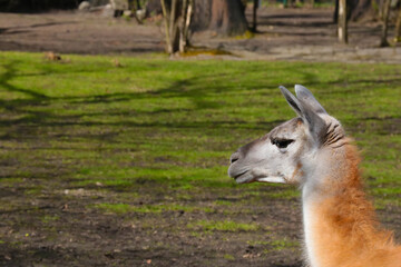Close-up on a llama in the park.