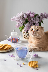 Cute cat, a cup of purple tea and a bouquet of blooming lilac on a light background. Spring tea drinking. Greeting card, invitation design. Cafe menu, poster. Lilac tea recipe. Side view, copy space