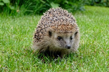 Igel