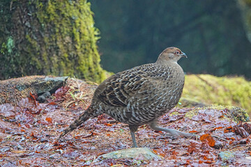A female Mikado Pheasant( Syrmaticus mikado ) in a meadow.Train, cherry blossom, tree, cloud. Various views of Alishan National Forest Recreation Area in Chiayi County, Taiwan. March 21, 2021.