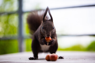Squirrel on the balcony, gets nuts