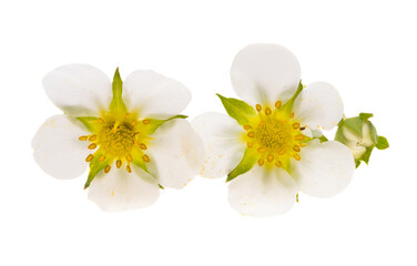 Obraz premium strawberry flowers isolated
