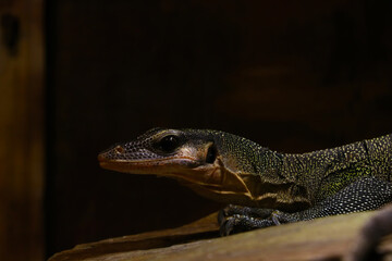 View of the monitor lizard in the park. A beautiful reptile.