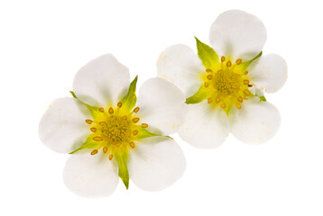 strawberry flowers isolated