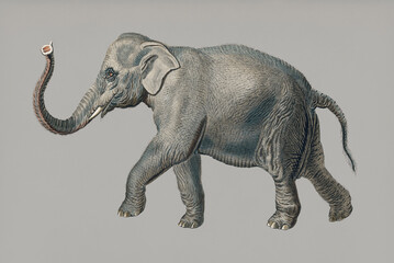 Asiatic elephant (Elephas maximus) indicus illustrated by Charles Dessalines D' Orbigny...