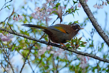 Trochalopteron morrisonianum(Garrulax morrisonianus)Train, cherry blossom, tree, cloud. Various views of Alishan National Forest Recreation Area in Chiayi County, Taiwan. March 21, 2021.