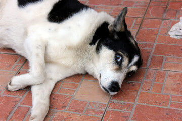 portrait of a dog
