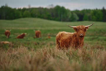 Highland cow. Sunset over the pasture	