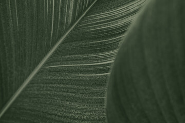 Close up of green Cigar flower leaves