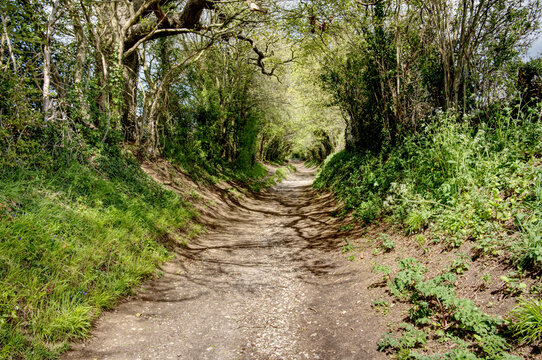 Halnaker tunnel in West Sussex England is an ancient track with trees giving a tunnel effect with light and shade adding to the affect.