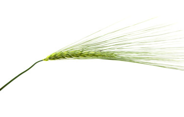 green spikelet of wheat isolated