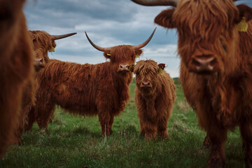 Highland cow and calf. Sunset over the pasture	 - obrazy, fototapety, plakaty