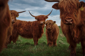 Vache et veau des Highlands. Coucher de soleil sur le pâturage