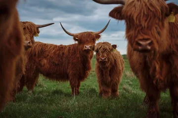 Papier Peint photo Lavable Highlander écossais Vache et veau des Highlands. Coucher de soleil sur le pâturage