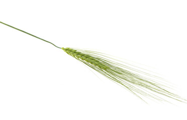 green spikelet of wheat isolated