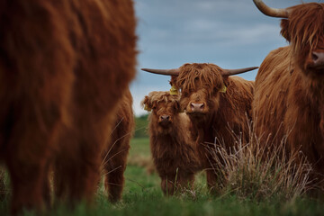 Front Portrait of a Highland Cattle