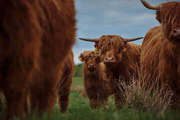 Front Portrait of a Highland Cattle
