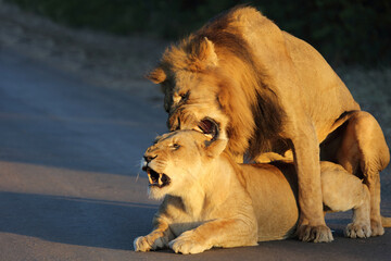 Afrikanischer Löwe / African lion / Panthera leo..