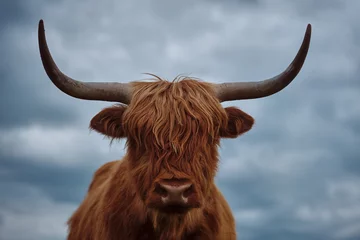 Photo sur Plexiglas Highlander écossais Portrait avant d& 39 un bétail Highland