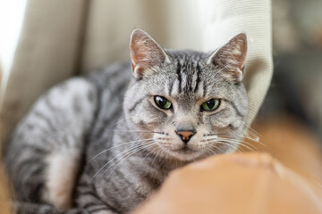 くつろぐ猫　サバトラ猫