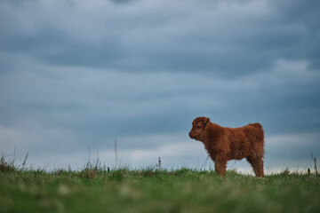 Scottish Highland Calf. 
Side view. Horizontal photo