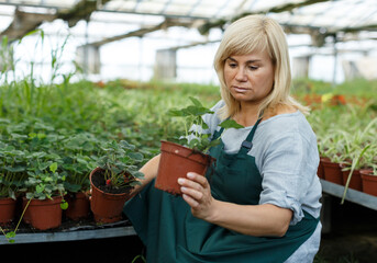 Fototapeta na wymiar Mature female horticulturist in apron working with seedlings of strawberries in pots in hothouse