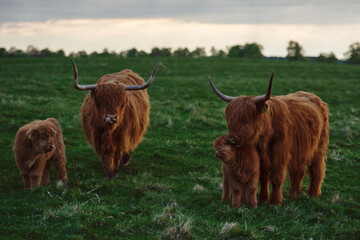 Highland cow and calf in a green pasture. Horizontal photo
