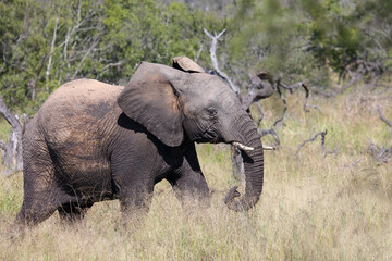 Naklejka na ściany i meble Afrikanischer Elefant / African elephant / Loxodonta africana...