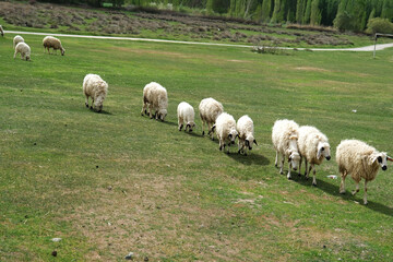 Fototapeta premium Sheep grazing in the meadow.