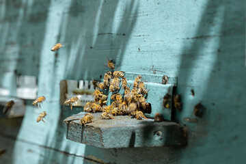 Close-up of a bee on a beehive in an apiary.