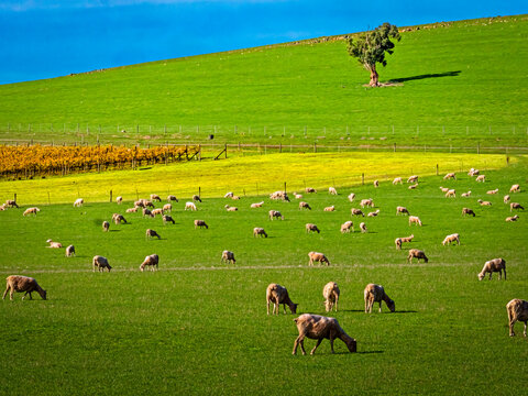 Yarra Valley Primary Production