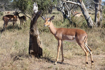 Schwarzfersenantilope / Impala / Aepyceros melampus...
